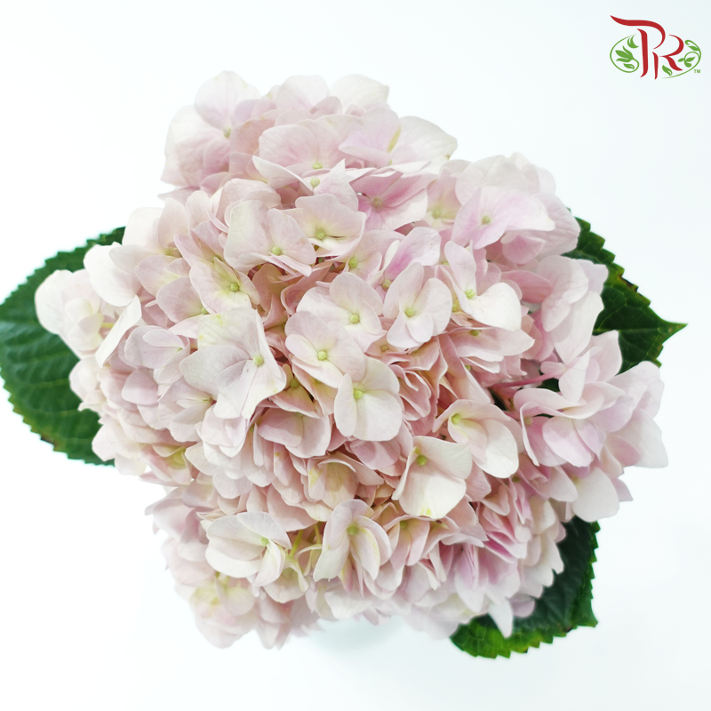 Hydrangea Baby Pink - (Per Stem) **Capitulum Measurement 14-16cm**-China-prflorist.com.my