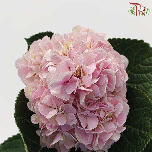 Hydrangea Baby Pink - (Per Stem) **Capitulum Measurement 14-16cm**-China-prflorist.com.my