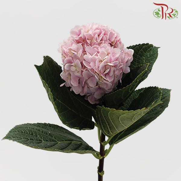 Hydrangea Baby Pink - (Per Stem) **Capitulum Measurement 14-16cm**-China-prflorist.com.my