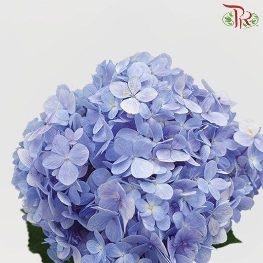 Hydrangea - Blue (Per Stem)-Blue-Malaysia-prflorist.com.my