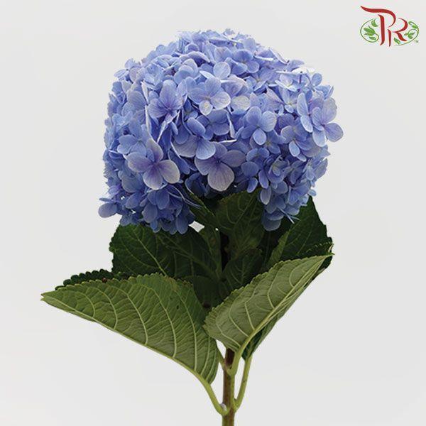 Hydrangea - Blue (Per Stem)-Blue-Malaysia-prflorist.com.my