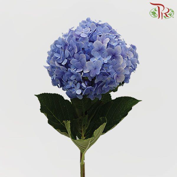 Hydrangea - Blue (Per Stem)-Blue-Malaysia-prflorist.com.my