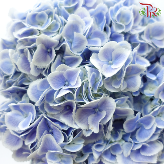 Hydrangea - Blue With White Outline (Per Stem)-Blue With White Outline-China-prflorist.com.my