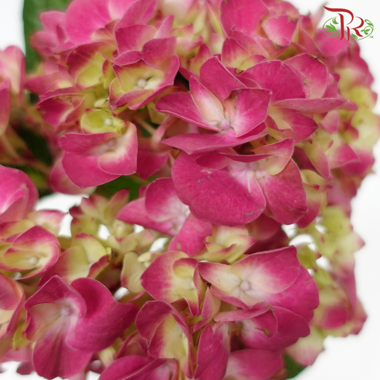 Hydrangea - Charlotte Pink (Per Stem)-Pink-Netherland-prflorist.com.my