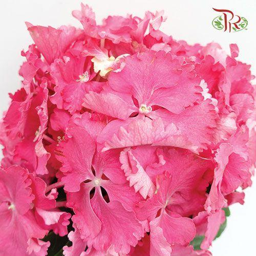 Hydrangea - Cherry Pink (Per Stem)-Cherry Pink-Netherland-prflorist.com.my