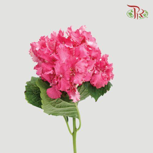 Hydrangea - Cherry Pink (Per Stem)-Cherry Pink-Netherland-prflorist.com.my