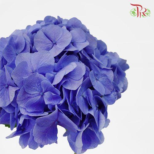 Hydrangea - Dark Blue (Per Stem)-Blue-China-prflorist.com.my