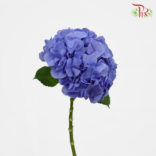 Hydrangea - Dark Blue (Per Stem)-Blue-China-prflorist.com.my