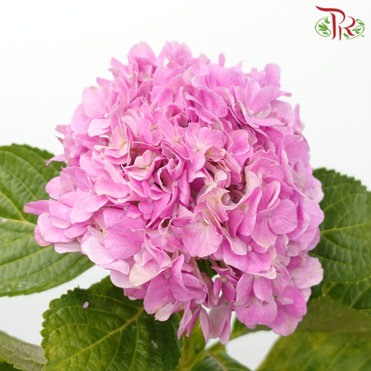 Hydrangea - Dark Pink (Per Stem)-Dark Pink-China-prflorist.com.my