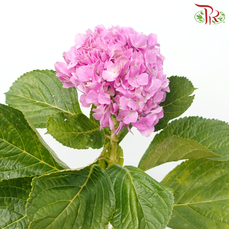 Hydrangea - Dark Pink (Per Stem)-Dark Pink-China-prflorist.com.my