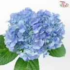 Hydrangea - Dodger / Sea Blue (Per Stem) **Capitulum Measurement 14-16cm**-Dodger Blue-China-prflorist.com.my