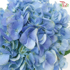 Hydrangea - Dodger / Sea Blue (Per Stem) **Capitulum Measurement 14-16cm**-Dodger Blue-China-prflorist.com.my