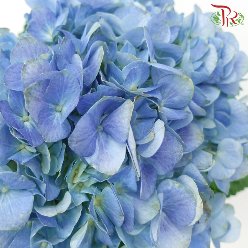Hydrangea - Dodger / Sea Blue (Per Stem) **Capitulum Measurement 14-16cm**-Dodger Blue-China-prflorist.com.my