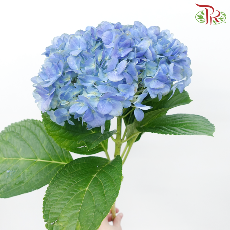 Hydrangea - Dodger / Sea Blue (Per Stem) **Capitulum Measurement 14-16cm**-Dodger Blue-China-prflorist.com.my