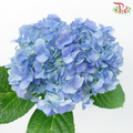 Hydrangea - Dodger / Sea Blue (Per Stem)-Dodger Blue-China-prflorist.com.my