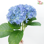 Hydrangea - Dodger / Sea Blue (Per Stem)-Dodger Blue-China-prflorist.com.my