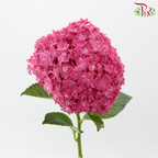 Hydrangea Double Petals - Cherry Pink (Per Stem)-Dark Pink-China-prflorist.com.my