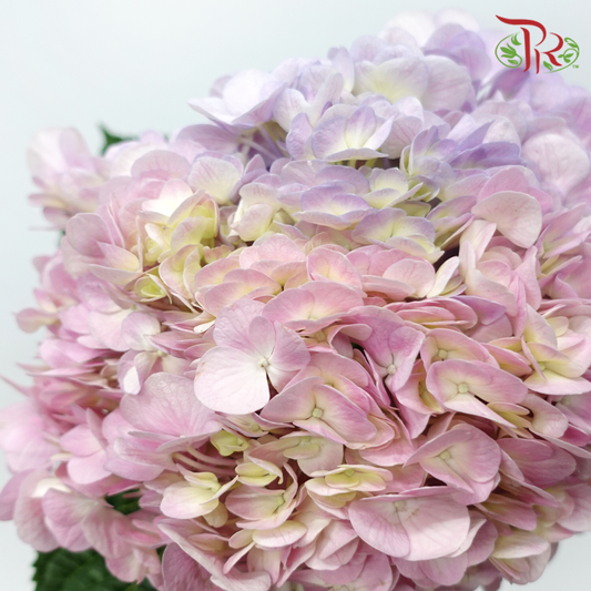 Hydrangea - Double Tone Fantasy Pink Purple (Per Stem)-China-prflorist.com.my