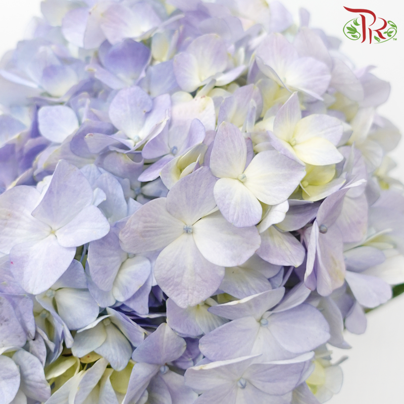 Hydrangea - Double Tone Light Blue / Light Purple (Per Stem)-Double Tone Light Blue-Malaysia-prflorist.com.my