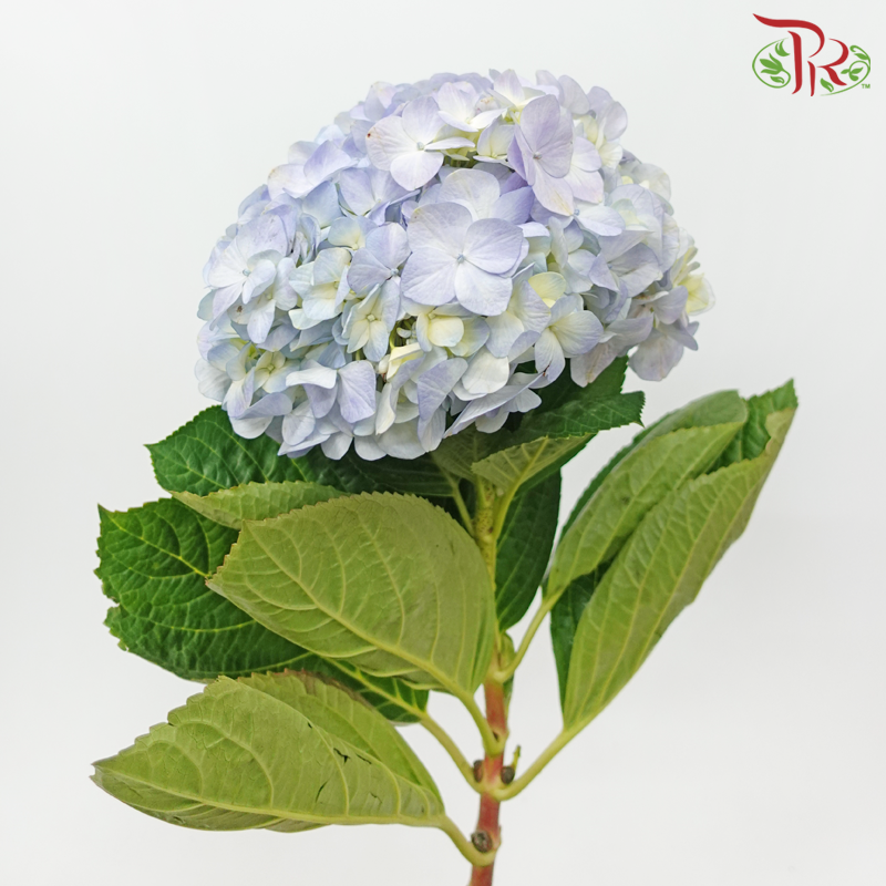 Hydrangea - Double Tone Light Blue / Light Purple (Per Stem)-Double Tone Light Blue-Malaysia-prflorist.com.my