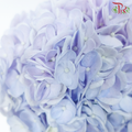 Hydrangea - Double Tone Purple & Blue (Per Stem)-Double Tone Purple & Blue-Vietnam-prflorist.com.my