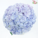 Hydrangea - Double Tone Purple & Blue (Per Stem)-Double Tone Purple & Blue-Vietnam-prflorist.com.my