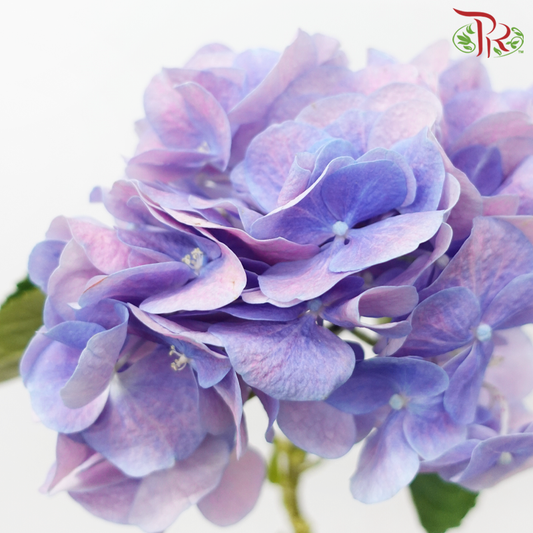 Hydrangea - Dreamy Unicorn (Per Stem)-Purple-Netherland-prflorist.com.my