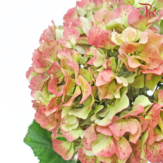 Hydrangea - Green Flair Red (Per Stem)-Green Antique-China-prflorist.com.my