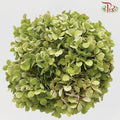 Hydrangea - Green (Per Stem)-Green-Malaysia-prflorist.com.my