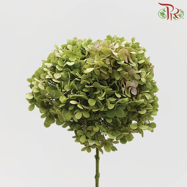 Hydrangea - Green (Per Stem)-Green-Malaysia-prflorist.com.my