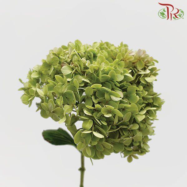 Hydrangea - Green (Per Stem)-Green-Malaysia-prflorist.com.my