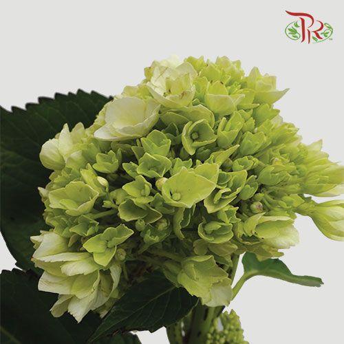Hydrangea - Green (Per Stem) ( Small )-Green-China-prflorist.com.my