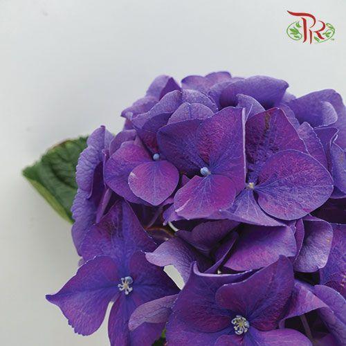 Hydrangea - Indigo Purple (Per Stem)-Purple-Netherland-prflorist.com.my