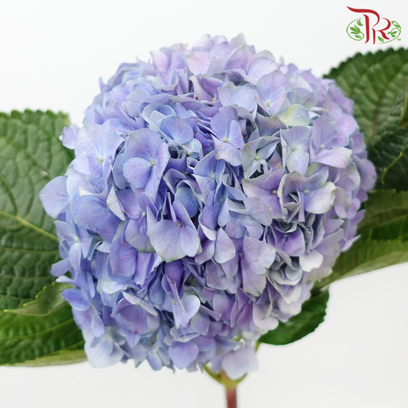 Hydrangea - Lavender (Per Stem)-Lavender-China-prflorist.com.my
