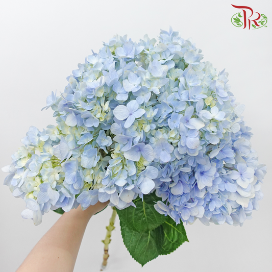 Hydrangea - Light Blue (Per Stem) **Capitulum Measurement 14-16cm**-Light Blue-China-prflorist.com.my