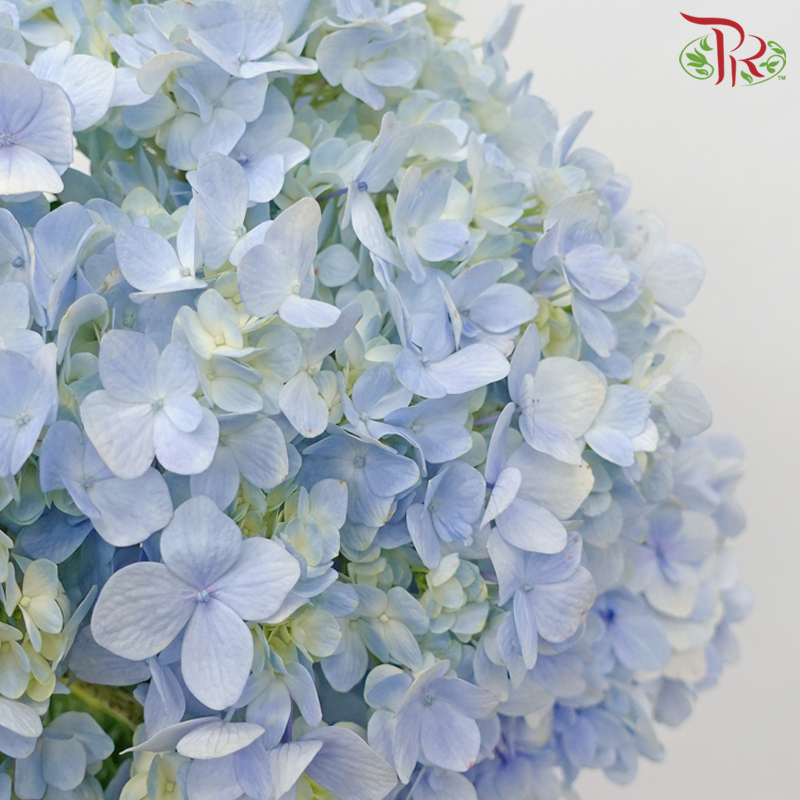 Hydrangea - Light Blue (Per Stem)-Light Blue-Malaysia-prflorist.com.my