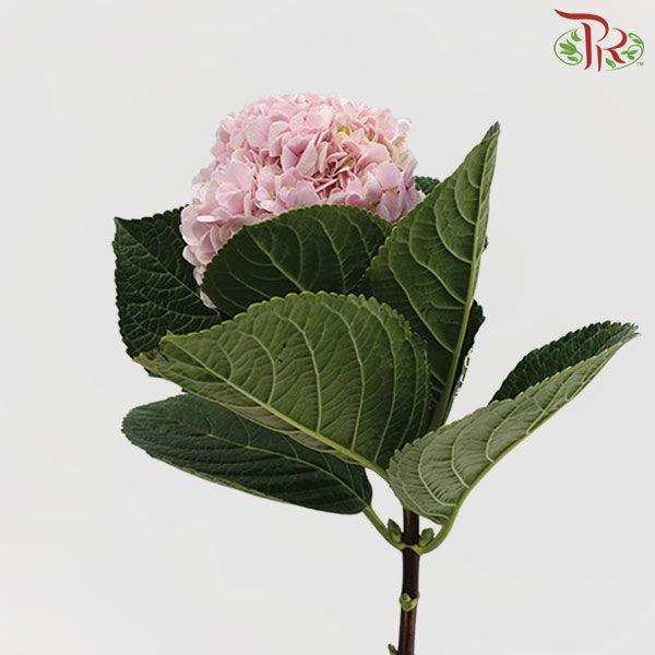 Hydrangea - Light Pink (Per Stem)-Pink-Malaysia-prflorist.com.my