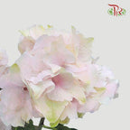 Hydrangea - Light Pink Tone (Per Stem)-Pink-Netherland-prflorist.com.my