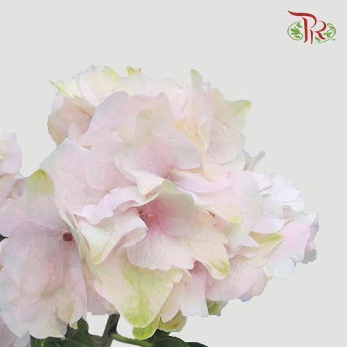 Hydrangea - Light Pink Tone (Per Stem)-Pink-Netherland-prflorist.com.my