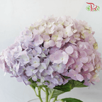 Hydrangea - Light Purple Mix (Per Stem)-Purple-China-prflorist.com.my