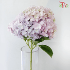 Hydrangea - Light Purple Mix (Per Stem)-Purple-China-prflorist.com.my