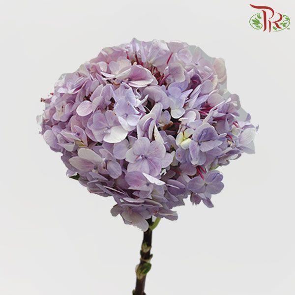 Hydrangea - Lilac (Per Stem)-Lilac-Malaysia-prflorist.com.my