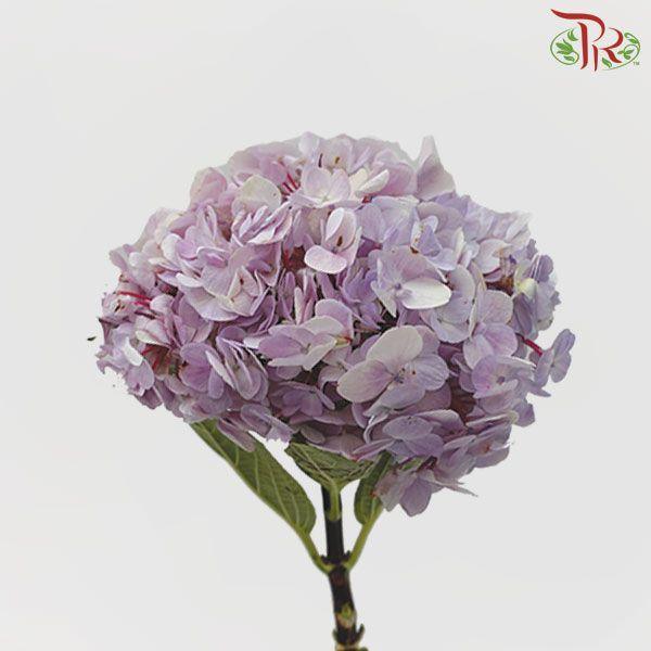Hydrangea - Lilac (Per Stem)-Lilac-Malaysia-prflorist.com.my