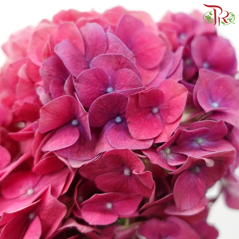 Hydrangea - Magic (Per Stem)-Pink-Vietnam-prflorist.com.my