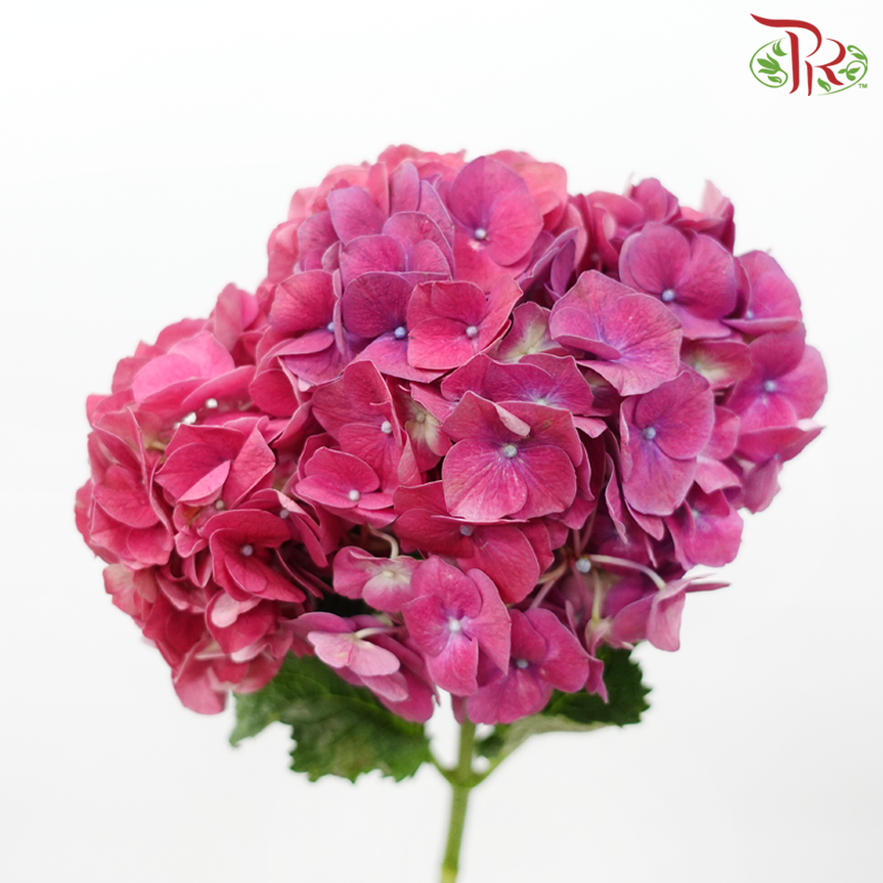 Hydrangea - Magic (Per Stem)-Pink-Vietnam-prflorist.com.my