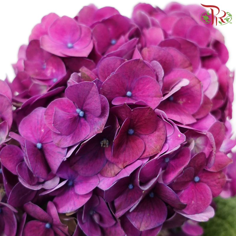 Hydrangea - Magic Purple (Per Stem)-Purple-Vietnam-prflorist.com.my