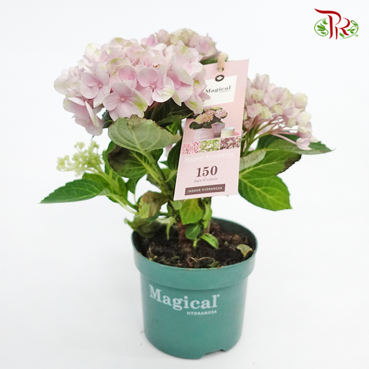 Hydrangea Magical Revolution 3BL - Pink 《绣球花》-Pudu Ria Florist-prflorist.com.my