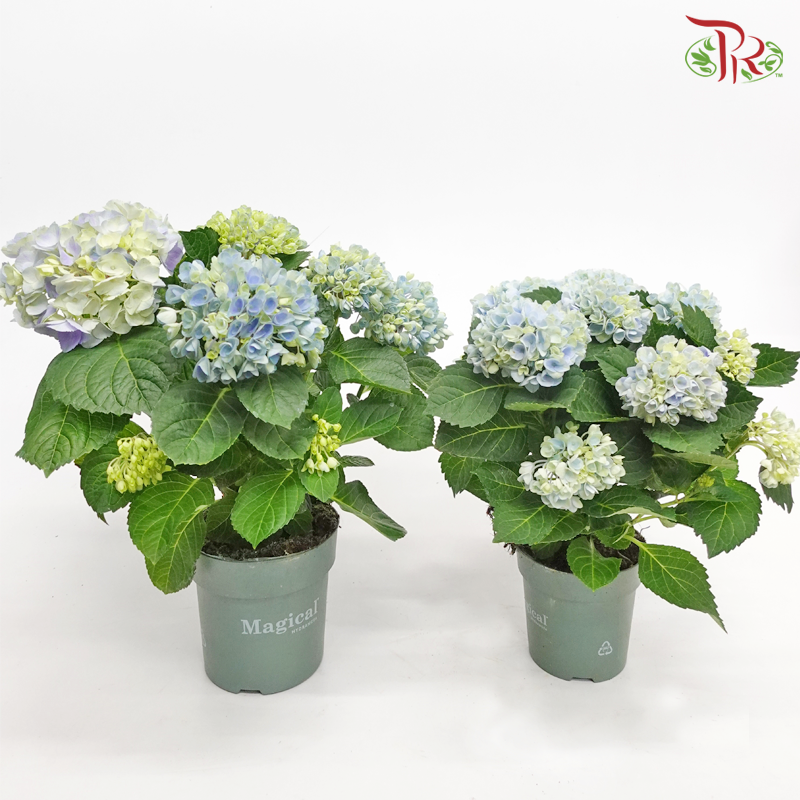 Hydrangea Magical Revolution – Blue 5BL《绣球花》-Pudu Ria Florist-prflorist.com.my