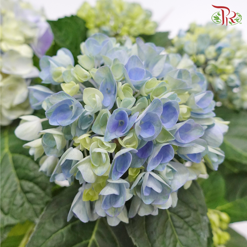 Hydrangea Magical Revolution – Blue 5BL《绣球花》-Pudu Ria Florist-prflorist.com.my