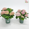 Hydrangea Magical Revolution 14Ø – Pink 5BL《绣球花》